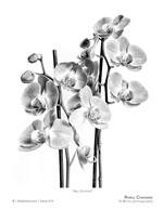 my orchid flower photography
