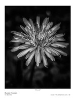 dandy flower photography