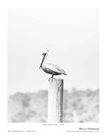 wildlife photography