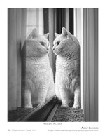 pet photography