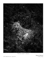 the man-eater wildlife photography