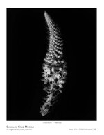 sin titulo flower photography