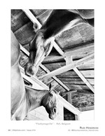 flashymagville wildlife photography