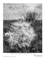 the answer is blowing in the wind flower photography
