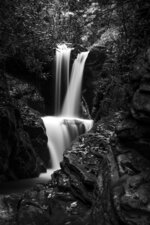 Forest Waterfall