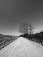 Dirt Road and Lone Tree