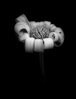 Flowerbeauty