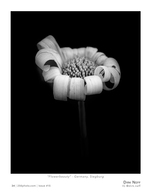 flowerbeauty
