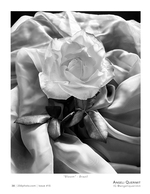 bloom