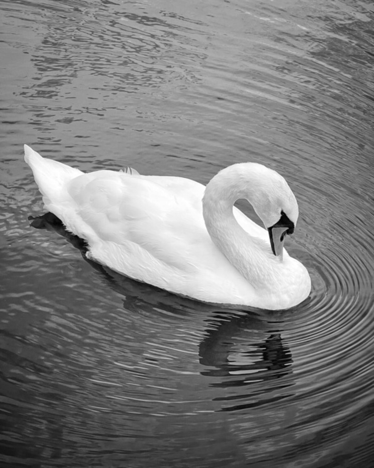 Beautiful Swan
