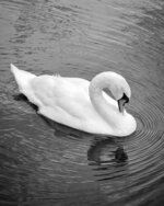 Beautiful Swan