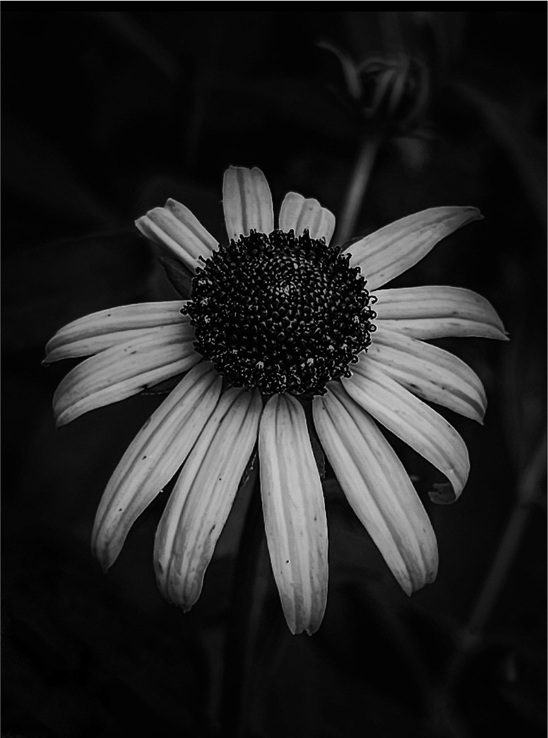 Subdued Beauty
