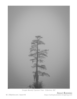 single moody cypress tree