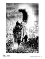 elegance feline