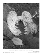 evidence of pegasus