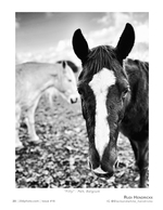 filly