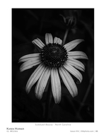 subdued beauty