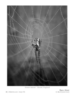 dream weaver