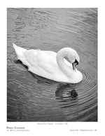 beautiful swan