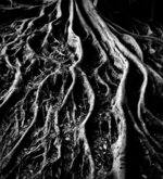 Roots